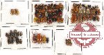 Scientific lot no. 86 Chrysomelidae (81 pcs)