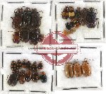 Scientific lot no. 111 Chrysomelidae (33 pcs)