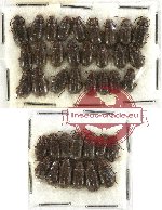 Scientific lot no. 127 Chrysomelidae (38 pcs)