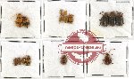 Scientific lot no. 136 Chrysomelidae (16 pcs)