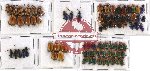 Scientific lot no. 109 Chrysomelidae (81 pcs)