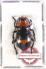 Scientific lot no. 79 Chrysomelidae (1 pc A2)