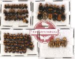 Scientific lot no. 116 Chrysomelidae (63 pcs)