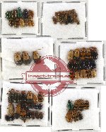 Scientific lot no. 141 Chrysomelidae (84 pcs)