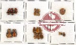 Scientific lot no. 100 Chrysomelidae (21 pcs)