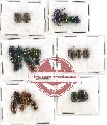 Scientific lot no. 139 Chrysomelidae (30 pcs)