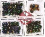 Scientific lot no. 150 Chrysomelidae (74 pcs)