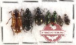 Scientific lot no. 132 Carabidae (7 pcs)