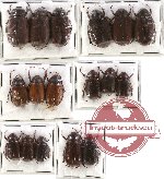 Scientific lot no. 25 Melolonthinae (17 pcs)