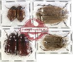 Scientific lot no. 20 Melolonthinae (6 pcs)