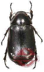 Dermolepida sp. 4