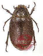 Melolonthinae sp. 18