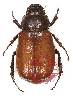 Melolonthinae sp. 20