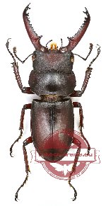 Dorcus meridionalis Nagai, 2010