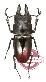 Prosopocoilus budda javanensis