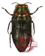 Buprestidae sp. 1 (A2)