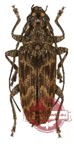 Tmesisternus sp. 2 (A-)