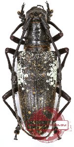 Pericycos sulawensis (A2)