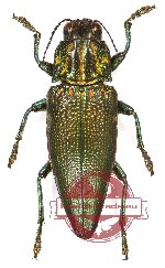 Cyphogastra sp. 22 (A2)