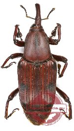 Curculionidae sp. 58