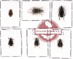 Scientific lot no. 128 Carabidae (6 pcs - 2 pcs A2)