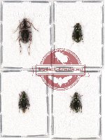 Scientific lot no. 127 Carabidae (4 pcs - 1 pc A2)