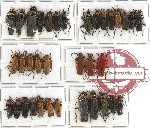 Scientific lot no. 11A Cantharidae (35 pcs A-, A2)