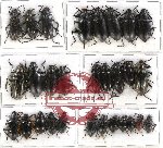 Scientific lot no. 105 Tenebrionidae (29 pcs - 7 pcs A2)