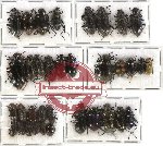 Scientific lot no. 107 Tenebrionidae (35 pcs - 11 pcs A2)