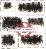 Scientific lot no. 108 Tenebrionidae (28 pcs)