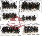 Scientific lot no. 112 Tenebrionidae (34 pcs A-, A2)