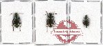 Scientific lot no. 126 Carabidae (3 pcs - 1 pc A2)