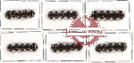 Scientific lot no. 117 Tenebrionidae (30 pcs)