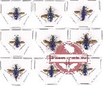 Chrysididae scientific lot no. 6A (9 pcs A, A-, A2)