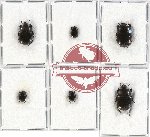 Scientific lot no. 33 Histeridae (6 pcs)