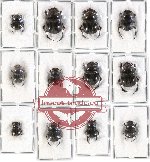 Scientific lot no. 192 Coprophaga (12 pcs)