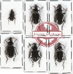 Scientific lot no. 120 Carabidae (6 pcs A, A-, A2)