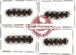 Scientific lot no. 118 Tenebrionidae (20 pcs)