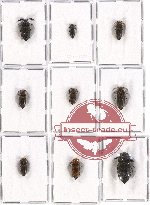 Scientific lot no. 34 Eucnemidae (9 pcs - 1 pc A2)