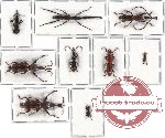 Scientific lot no. 26 Brenthidae (9 pcs)