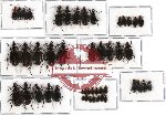 Scientific lot no. 122 Carabidae (47 pcs)