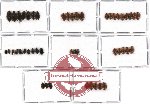 Scientific lot no. 13 Nitidulidae (48 pcs)