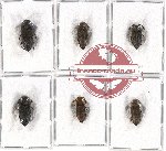 Scientific lot no. 35 Eucnemidae (6 pcs)