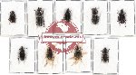 Scientific lot no. 131 Carabidae (9 pcs - 3 pcs A2)