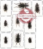 Scientific lot no. 130 Carabidae (9 pcs - 2 pcs A2)