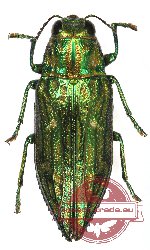 Chrysodema aurifera