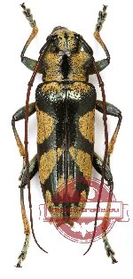 Tmesisternus ochraceosignatus (A2)