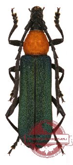 Erythrus viridipennis