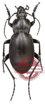 Carabus (Procrustes) anatolicus lycilus (A-)