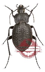 Carabus (Eurycarabus) famini maillei